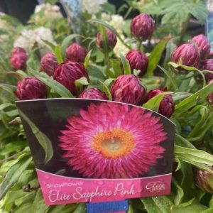Bracteantha Pink Sapphires 140MM