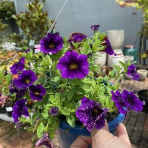 Calibrachoa Elite Midnight Blu 140MM