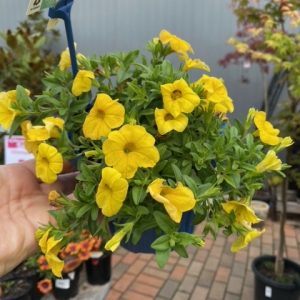 Calibrachoa Elite Gold 140MM