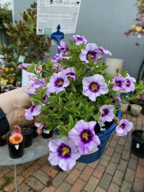 Calibrachoa Lavender Blast 140MM | The Garden Feast