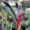 Anigozanthos Fireworks 150mm