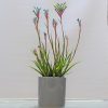Anigozanthos Fireworks 150mm - Image 2