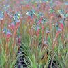 Anigozanthos Fireworks 150mm - Image 3