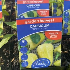 CAPSICUM SNACK YELLOW 100MM