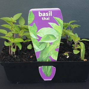 BASIL THAI PUNNET
