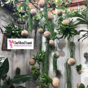 Ticket: Christmas Kokedama Making Workshop 2022/11/18 - 2022/11/18 (Copy) (copy)