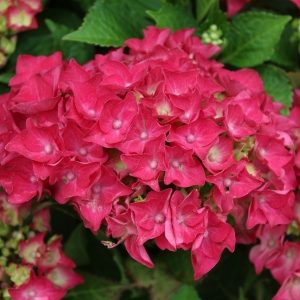 HYDRANGEA RED 180MM