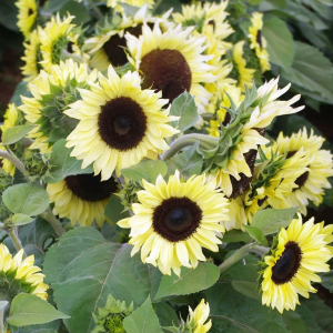 Sunflower Compact Calypso 100mm