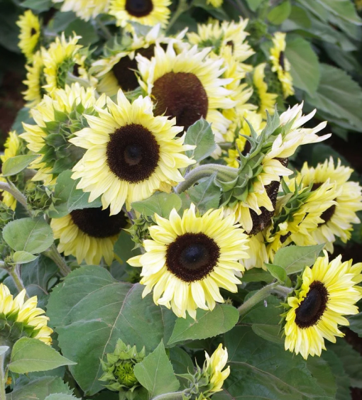 Sunflower Compact Calypso 100mm