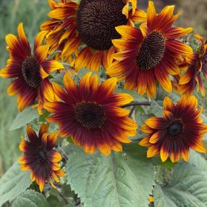 Sunflower Compact Sonnet 100mm