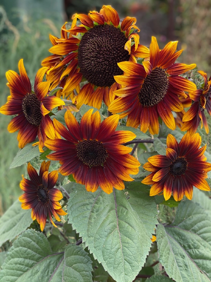 Sunflower Compact Sonnet 100mm | The Garden Feast