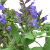 SAGE 100MM 3