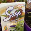 SAGE 100MM 3 - Image 2