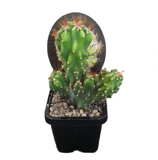 CEREUS MING THING 7CM