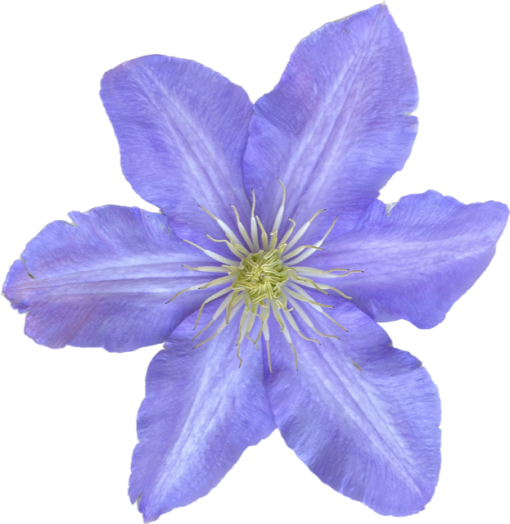CLEMATIS BELLE NANTAISE 200MM