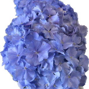 HYDRANGEA BLUE 180MM