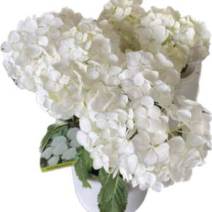 HYDRANGEA WHITE 250MM