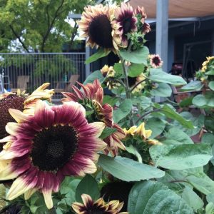 Sunflower Dwarf Lilac Spray 100mm