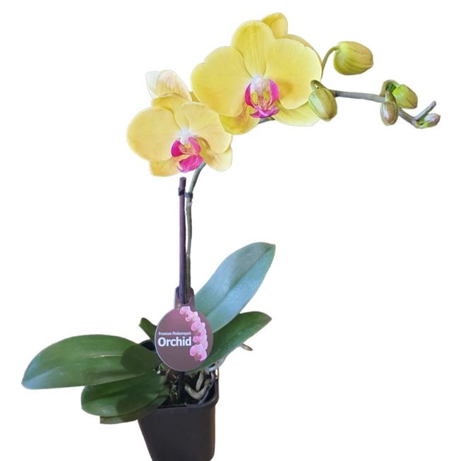 ORCHID PHALAENOPSIS MINI YELLOW 85MM | The Garden Feast