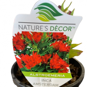 ALSTROEMERIA INCA AMSTERDAM 140MM