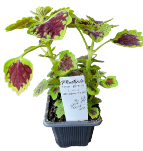 COLEUS WEDDING TRAIL 75MM | The Garden Feast