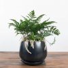 Humata tyermannii White Rabbits Foot Fern 150mm