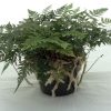 Humata tyermannii White Rabbits Foot Fern 150mm - Image 2
