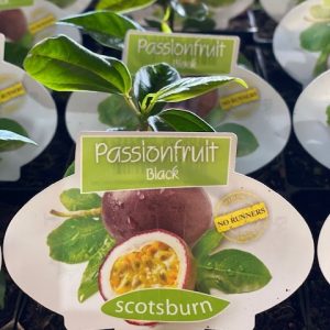 Passionfruit Black 140mm