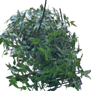 GIBASIS TAHITIAN BRIDAL VEIL HANGING BASKET 200MM