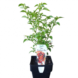 CHILLI BIRDS EYE 100MM