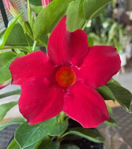 Mandevilla Aloha Red 140MM - Image 2