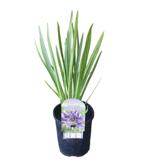 Agapanthus Star Dust 150mm