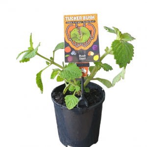 PLECTRANTHUS GRAVEOLENS BUSH BASIL 140MM