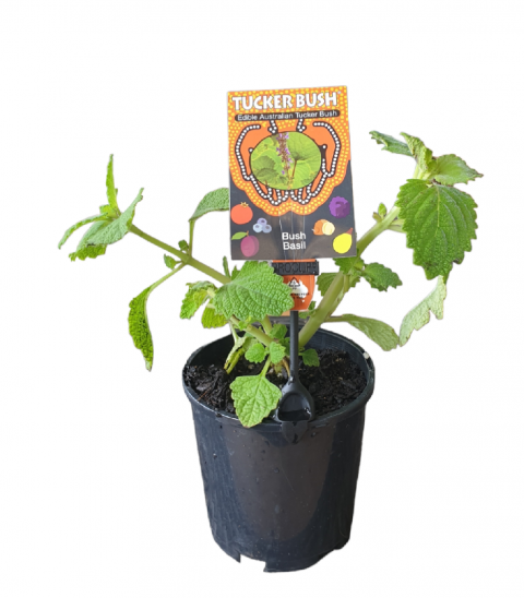 PLECTRANTHUS GRAVEOLENS BUSH BASIL 140MM | The Garden Feast