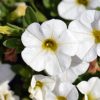 Calibrachoa Calipetite White 140mm
