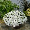 Calibrachoa Calipetite White 140mm - Image 2