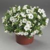 Calibrachoa Calipetite White 140mm - Image 3