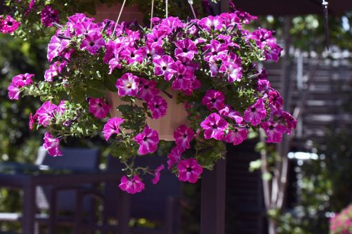 Petunia Circus Sky 150mm | The Garden Feast