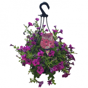 PETUNIA CIRCUS SKY HANGING BASKET 270MM