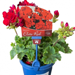 GERANIUM ELITE RED 150MM
