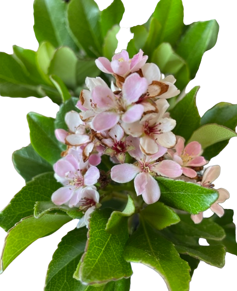 RHAPHIOLEPIS INDICA SPRINGTIME 150MM | Garden Feast