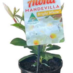 MANDEVILLA BRIGHT WHITE 140MM