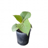 ACTINIADIA CHINENSIS GOLDEN KIWI FRUIT 140MM - Image 2