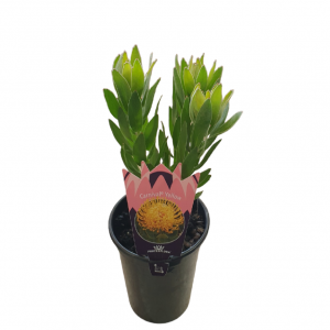 LEUCOSPERMUM CARNIVAL YELLOW 140MM