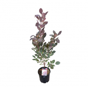 COTINUS GRACE 20CM