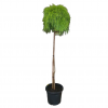 ACACIA LIMELIGHT STD 300MM