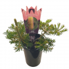 BANKSIA BIRTHDAY CANDLES 140MM