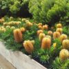 BANKSIA BIRTHDAY CANDLES 140MM - Image 2