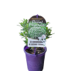DAPHNE ETERNAL FRAGRANCE 140MM