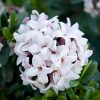 DAPHNE ETERNAL FRAGRANCE 140MM - Image 2